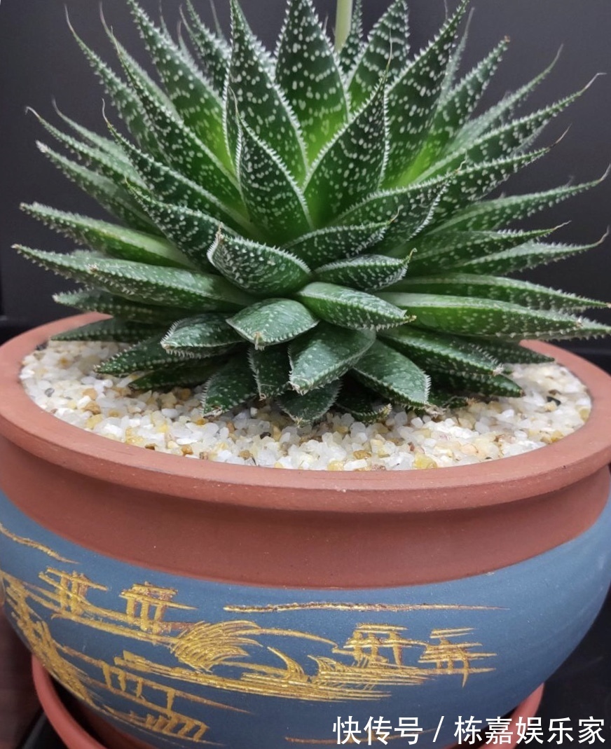 家里养4种耐旱花,浇水太多就烂根,一月浇1次蹭蹭长