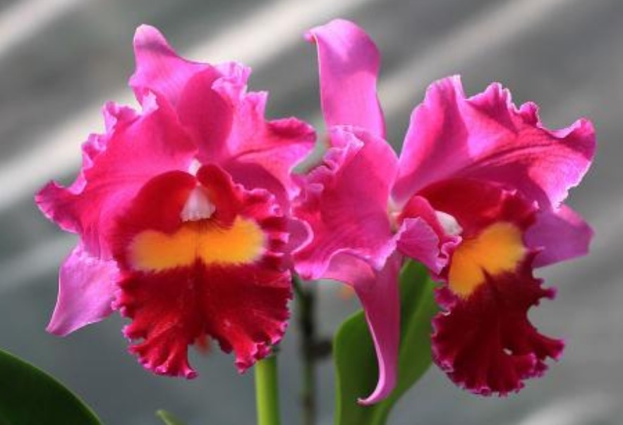 最美5种“兰花”，个个都“惊艳”，年年花开上百朵，你最爱哪种