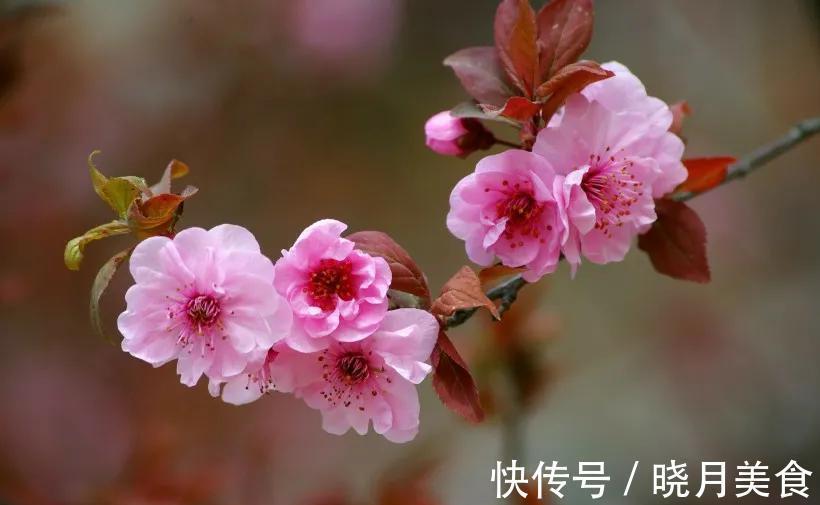 5种花不怕冷,扔在室外不用管,花朵挂满枝头,鲜艳多姿,很漂亮