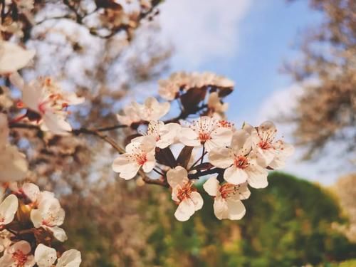 春暖花开日，这些“宝藏”赏花地，值得你打卡