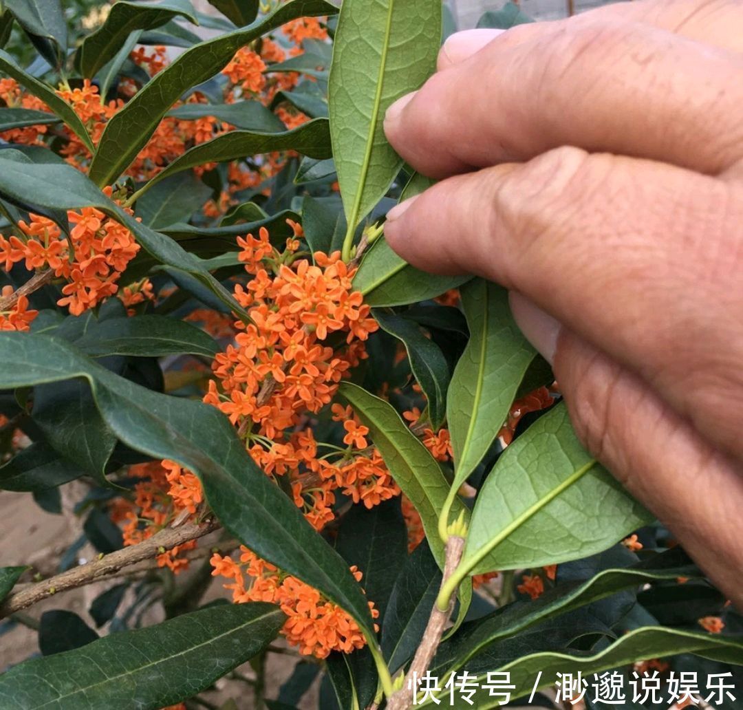 养护|朱砂桂花喜迎中秋节,开花爆盆的朱砂桂太美,眼馋了朋友来围观