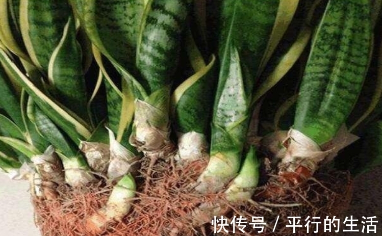 根系|养虎皮兰不长个?找到一个“小开关”,不出一月蹭蹭长!