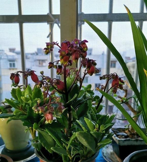 花土|5块钱买的宫灯长寿花,开花超多,花瓣像灯笼,比长寿花都漂亮