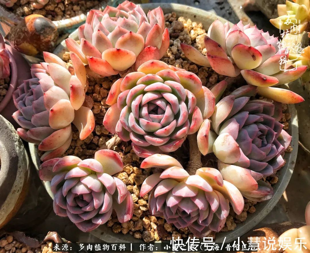 肉如人生，遇见多肉，遇见美！附个人多肉养护经验！