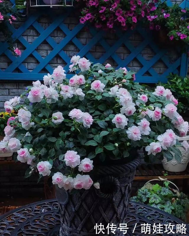 白晶菊|聪明人都在养的五种花,花期长、寓意好,花开一簇簇,好看极了!