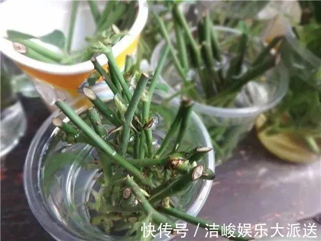 蚜虫|自制养花杀菌水，7天浇一勺，花不生虫不烂根