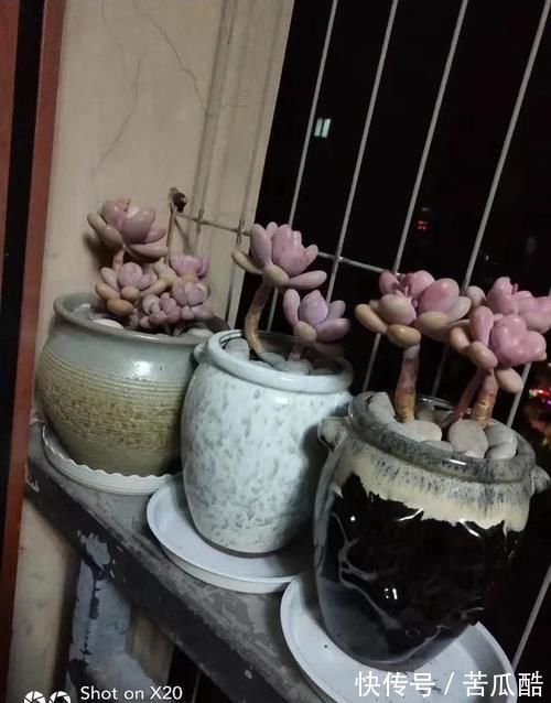 为什么别人控养多肉会出形状,我一控养多肉就仙逝了?