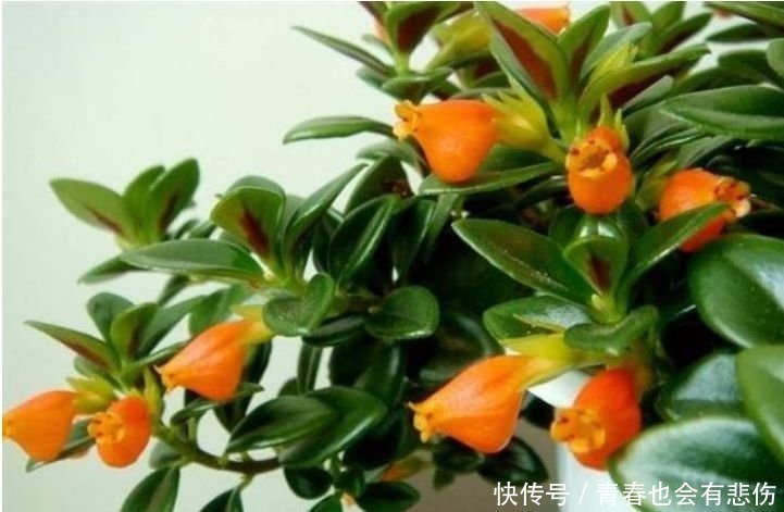 百合花|最适合新手养的4种花,开花爆盆很简单,满树都是花朵,漂亮极了