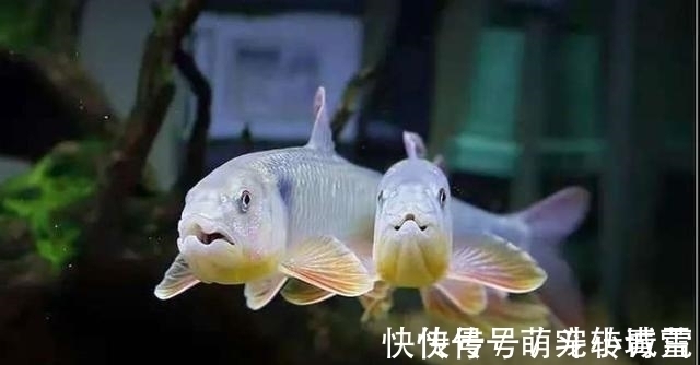 饲养|我国最漂亮的原生鱼,未必是鳑鲏和白云金丝,这种小型鱼更漂亮