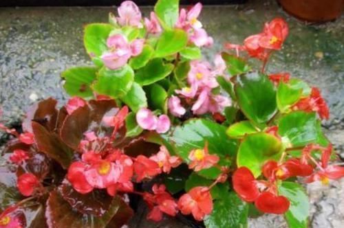 如何让阳台变成花园?跟着养护专家做,花期长管理省心