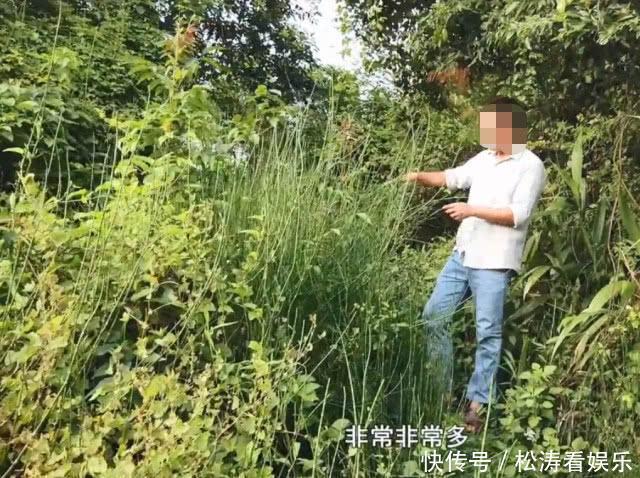 眼睛|农村一种“光棍”野草,无花无叶只有杆,但煎水喝眼睛越来越明亮