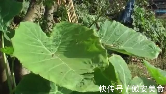 农村地区|农村地区的这种野菜,很多人以为都不能吃,其实清炒出来特别美味