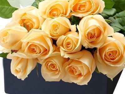 喜欢菊花,不如养盆“精品玫瑰”蜜桃雪山,花开金灿灿,青春阳光