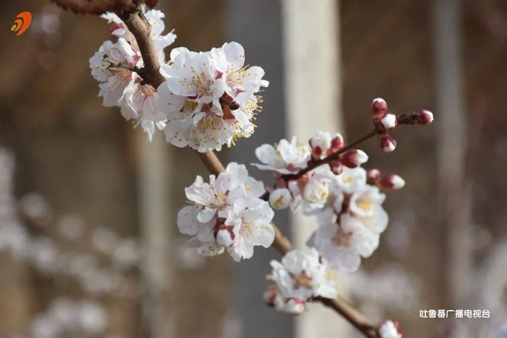 老年|吐鲁番大棚杏花喜迎春