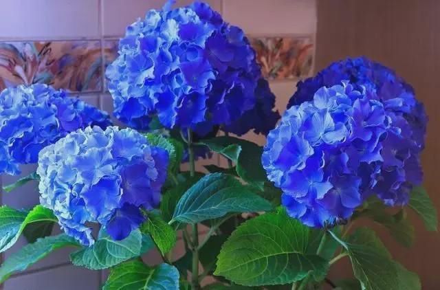 夏至后赶紧扦插5种花,越热生根越快,错过就要等明年