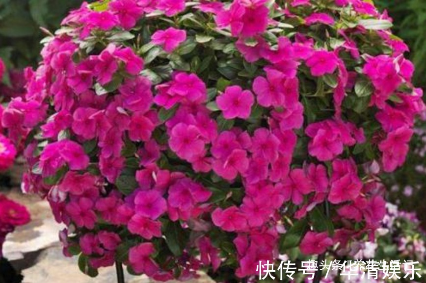 家里养长春花，学会“4个”小方法，生长旺开花多，轻松开爆盆！