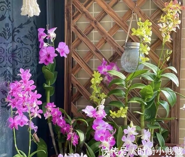 六种花是有名的“生活小帮手”,建议养一盆,以备不时之需