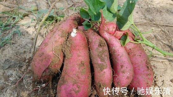 红薯|会吃的人更健康,3种食物离不开,补充营养,身体棒棒哒!