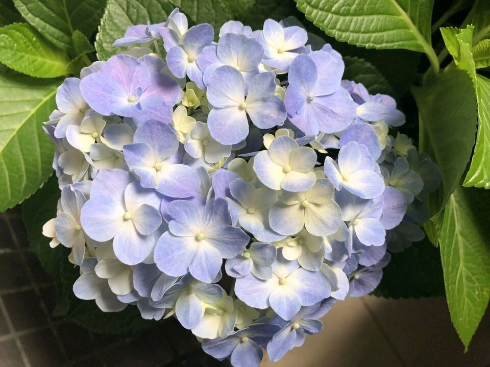 绣球花叶子发黑卷边