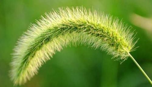 祛湿|农村到处都是的狗尾巴草,泡水喝竟有4大好处,男女老少都需要