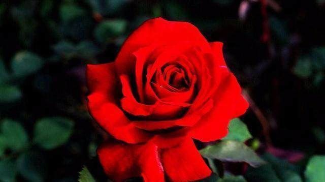 三色堇|花期超长的6款花，养1盆能全年赏花，好看又好养