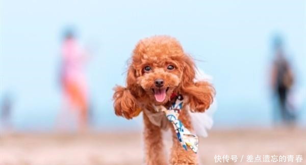 小狗几个月剃胎毛 小狗几个月剃胎毛