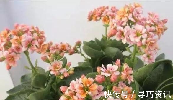 茂盛|想要长寿多开花，一遮一浇一喷就搞掂，30天不管“窜”满盆！