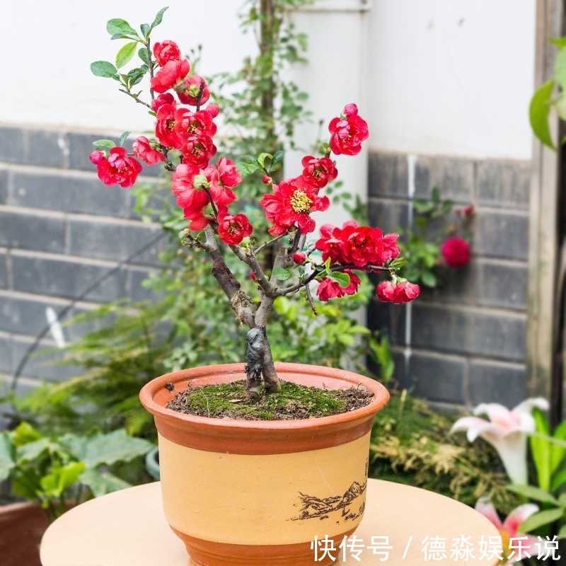 1种“老桩”盆景,养花人都喜欢,当月开花,越养越值钱