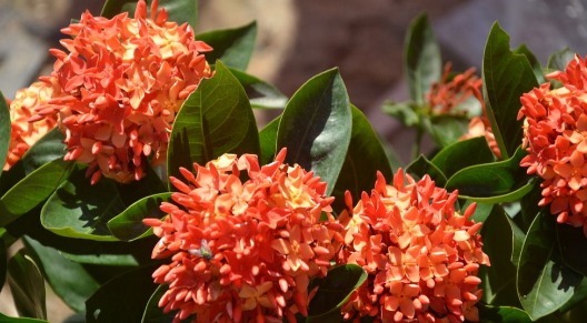 在家养一盆“龙船花”，养护只需记住3点，养出色彩迷人的龙船花