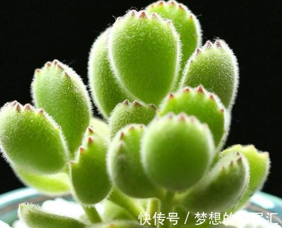 养多肉的重要三部曲，方能把多肉养的肥肥胖胖