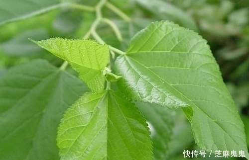 农村|农村田野中这些野草都是上等的中草药，如果不认识就太可惜了！