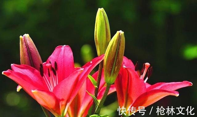 阳台养几株“百合花”,不知道攻略怎么开花,只长枝条不冒花苞