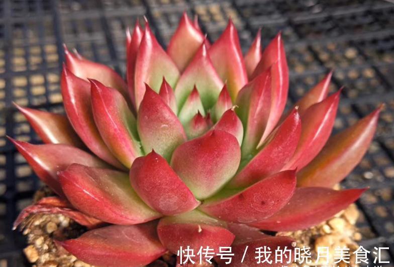 东云系多肉较易出状态,而这“6品种”尤其如此,冬天可轻松上色