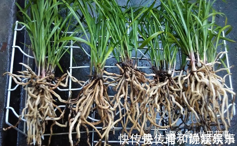 服盆|网购兰花服盆难,关键在于上盆前,简单4步服盆快,不僵苗发芽多