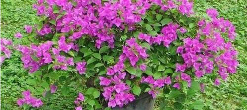 枝条|三角梅新生枝条摘顶了还会开花吗?