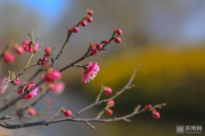 老年|邹平韩店：初春景色美如画