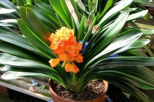 最厉害的养花营养液给君子兰喝一勺,叶片肥绿,秋凉早开花