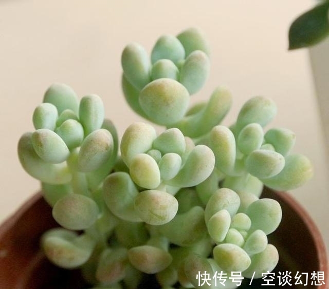 3款“爱哭”的多肉植物,名字很凄美,出了状态确让人很陶醉