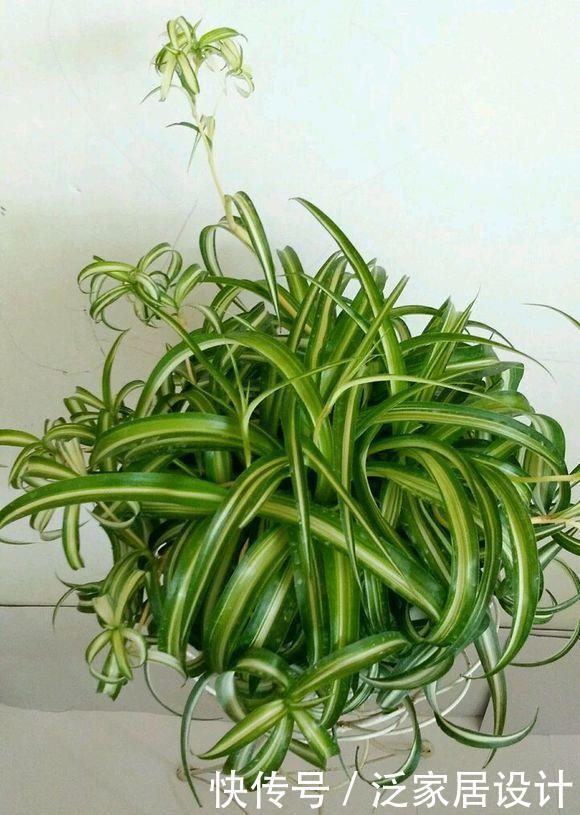 吊兰|很贵的“高档吊兰”,养起来太容易,现在沦为“白菜价”