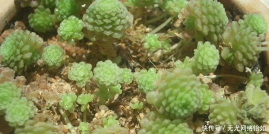美成|6种长不大的多肉,阳台摆上几盆,小小的、萌萌的,美成一首诗!