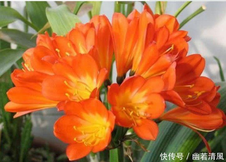 几款花卉,花大服盆快,旺财又旺运,养在家里寓意好