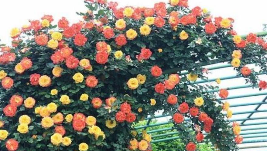 3种花养家里，福旺运旺财更旺，花开不断，还能旺财！