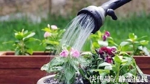 浇水前多做一件事,养花不烂根,花开满枝头,新手也会养