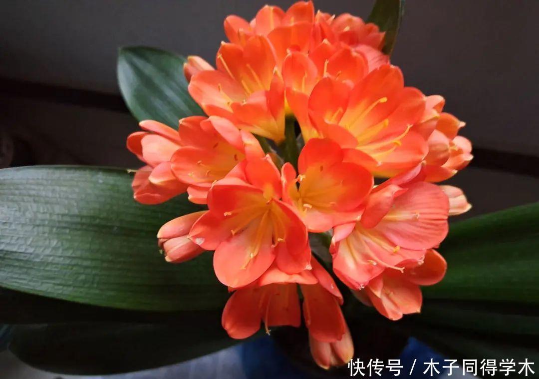 马上进入花期的花,10天一次肥,下个月就开花