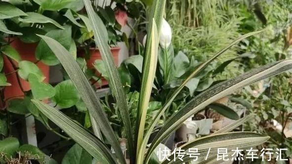 温差|君子兰迟迟不开花,就用这3招,一年开花两三次,年年开爆盆