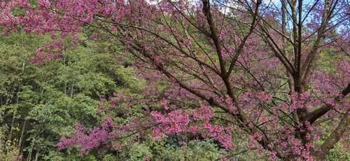 冬日樱花浪漫的无量山，竟然就是天龙八部中的神秘之境