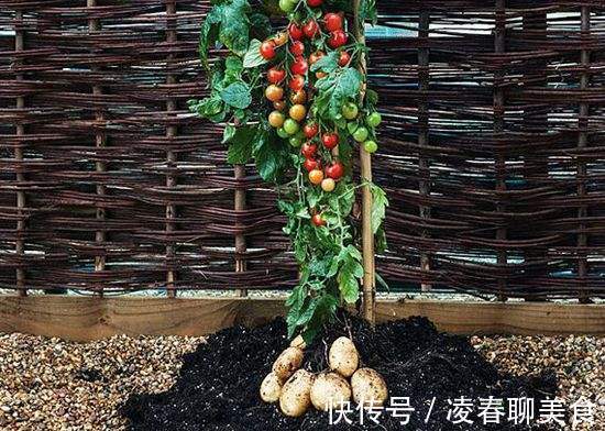 土豆|土豆嫁接西红柿，花盆长满土豆，枝上挂满西红柿，换着吃，特新鲜