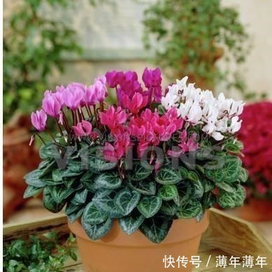 球茎|养仙客来，掌握3点，花朵开不败，一年一轮回！