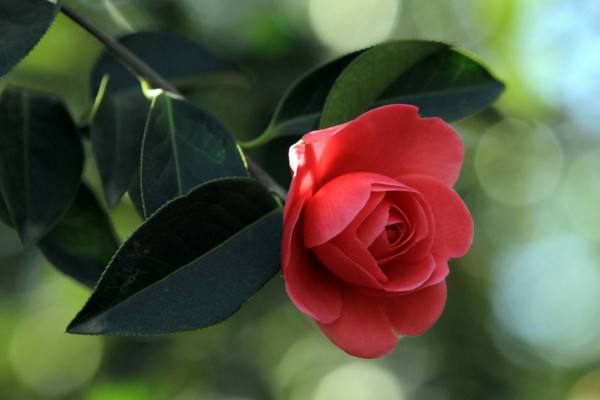 茶花#此花花姿丰盈,端庄高雅,有着自己的独特风姿,寓意着理想的爱情