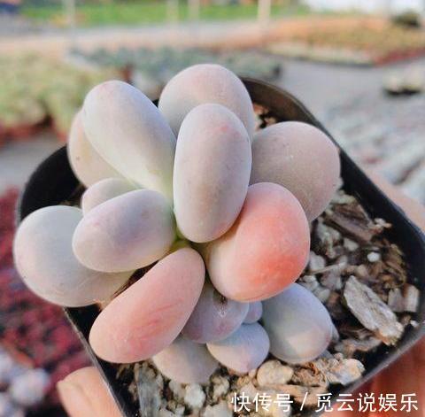 美美|漂亮的多肉怎么养掌握“小技巧”,个个肥嘟嘟,状态美美哒